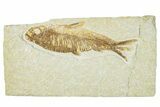 Detailed Fossil Fish (Knightia) - Wyoming #165785-1